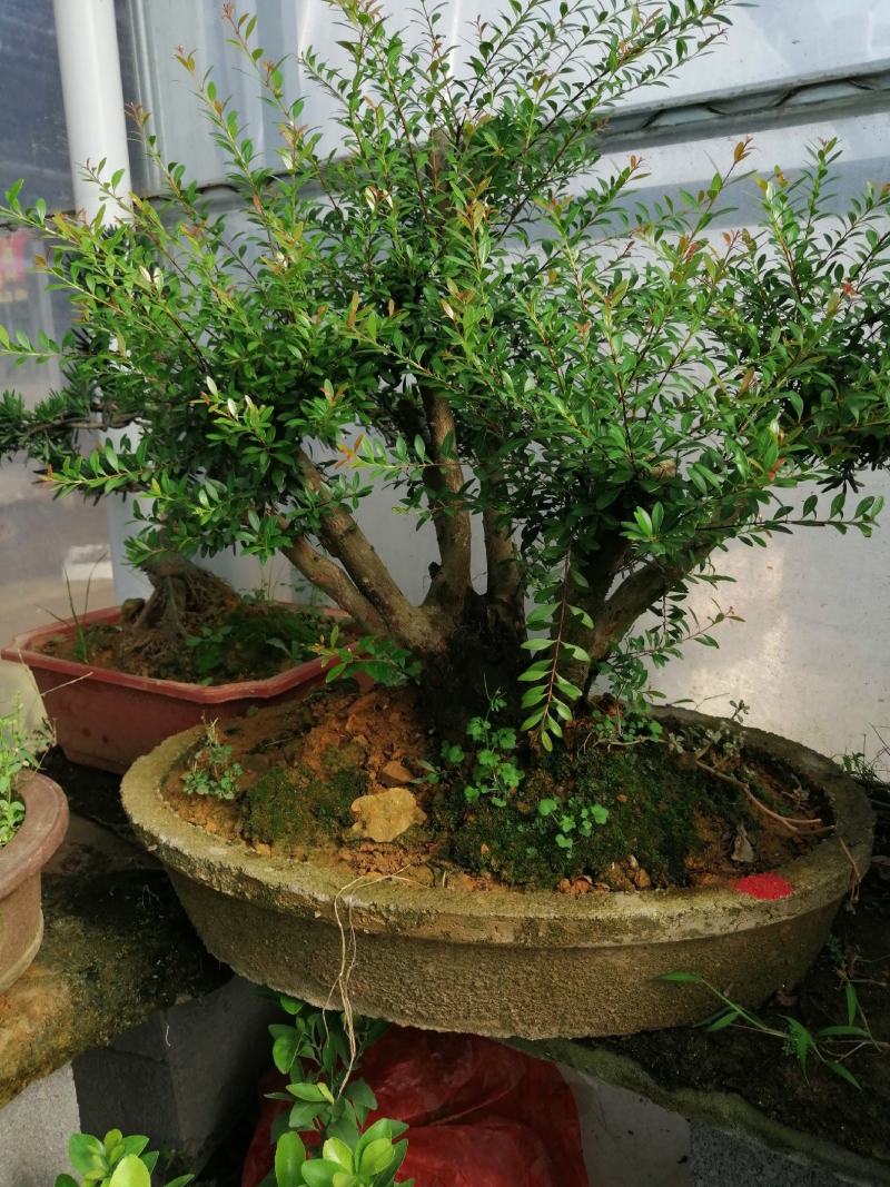 花卉盆景红芽赤楠下山桩老盆口