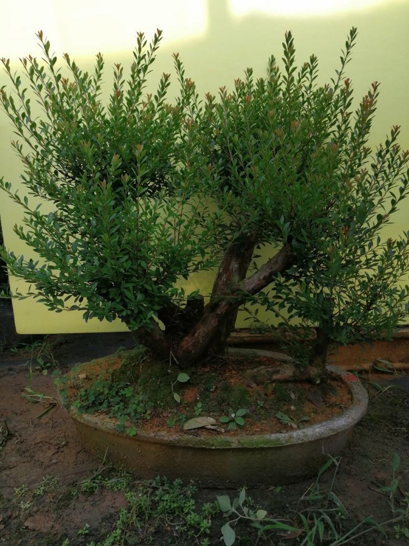 花卉盆景红芽赤楠下山桩老盆口