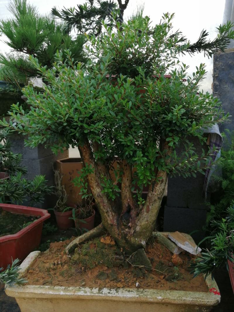 花卉盆景红芽赤楠下山桩老盆口