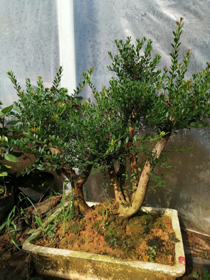 花卉盆景红芽赤楠下山桩老盆口