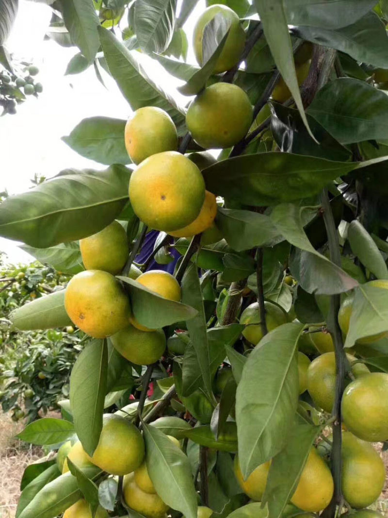 【牛商推荐】蜜橘产地直发果子大口感佳大量有货供应