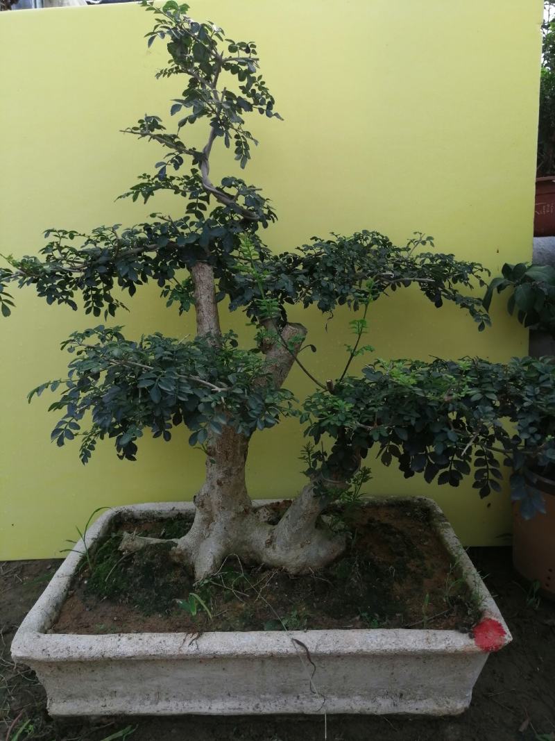 白蜡花卉盆景对结白蜡