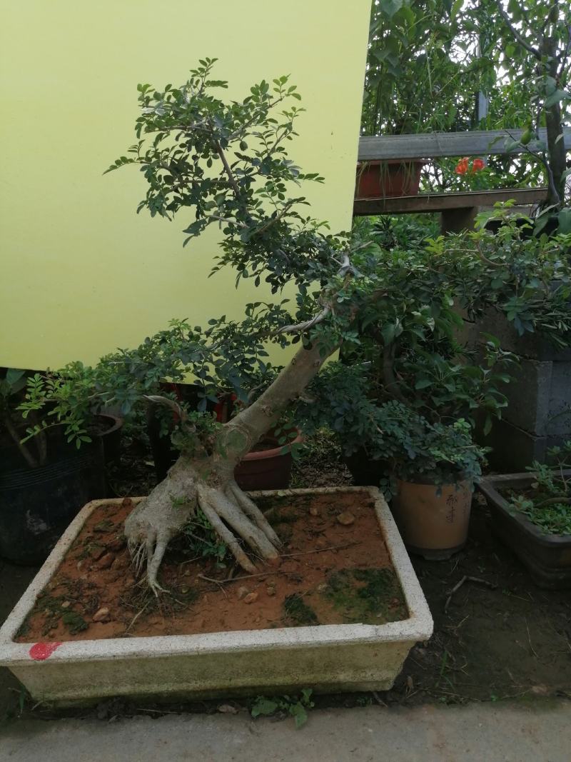 白蜡花卉盆景对结白蜡