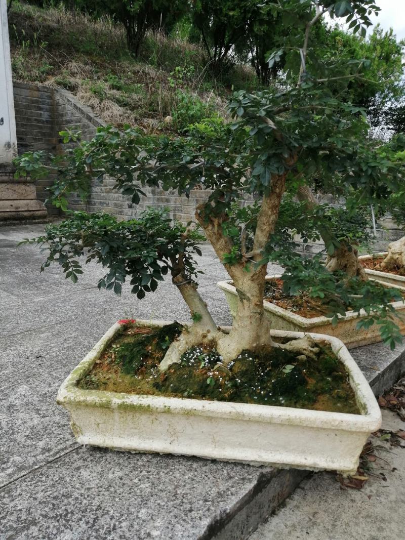白蜡花卉盆景对结白蜡