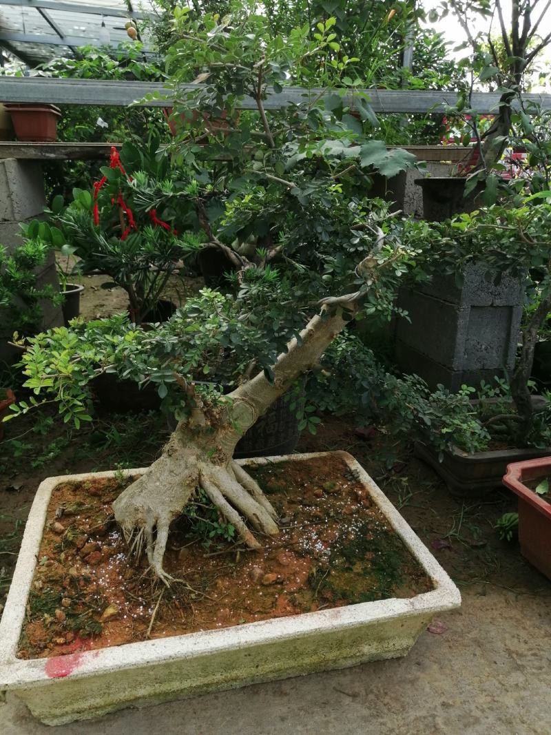 白蜡花卉盆景对结白蜡