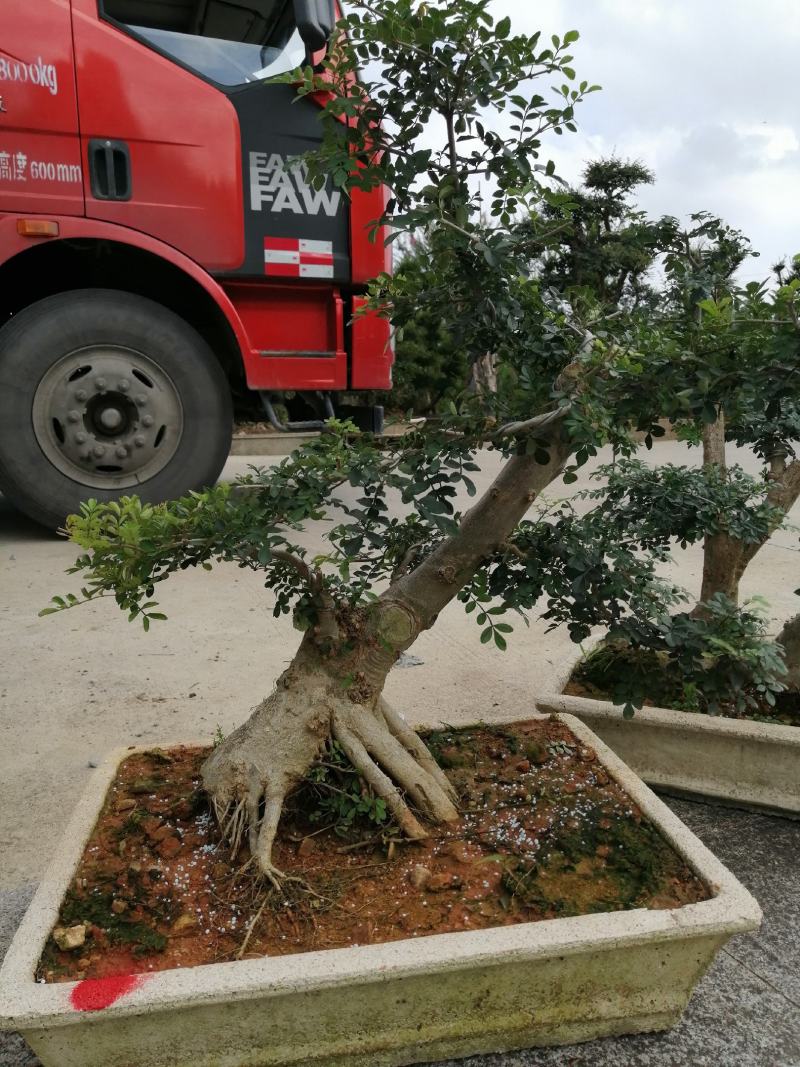 白蜡花卉盆景对结白蜡