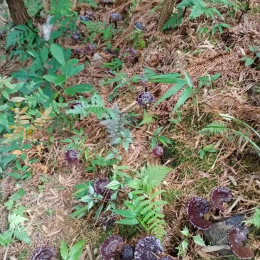 〈灵芝菌种〉林下防野生紫色边生长脚厂家直销。