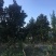 产地直销各规格广玉兰，量大从优，欢迎选购