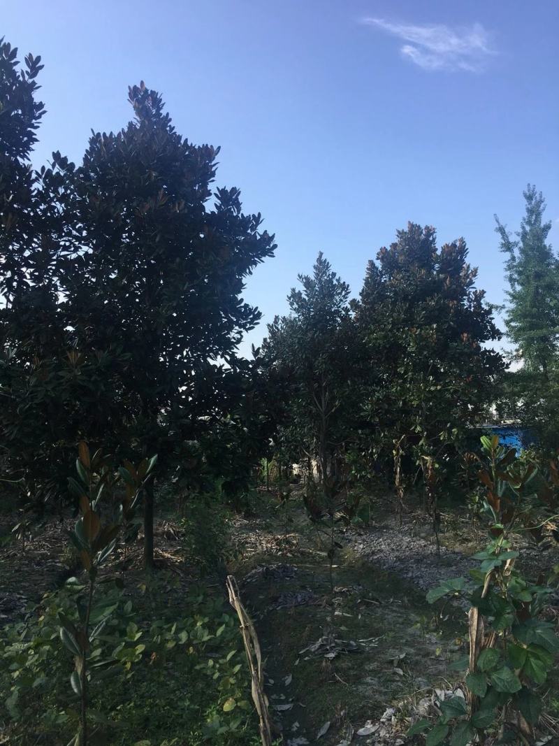 产地直销各规格广玉兰，量大从优，欢迎选购