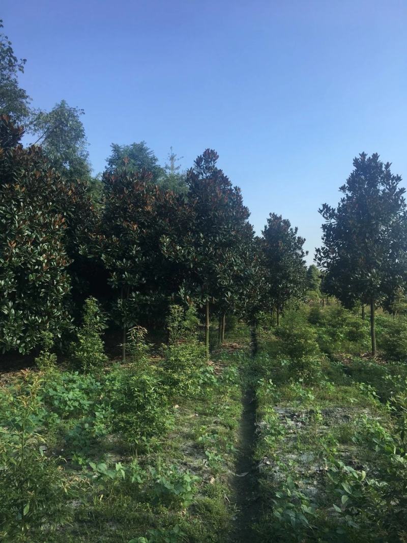 产地直销各规格广玉兰，量大从优，欢迎选购