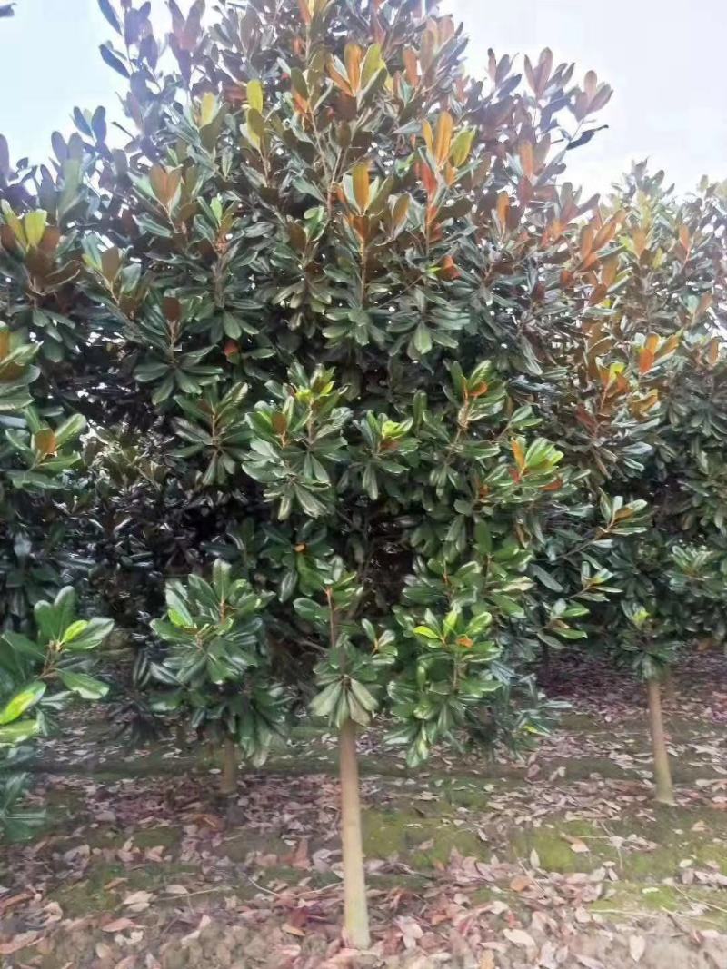 产地直销各规格广玉兰，量大从优，欢迎选购