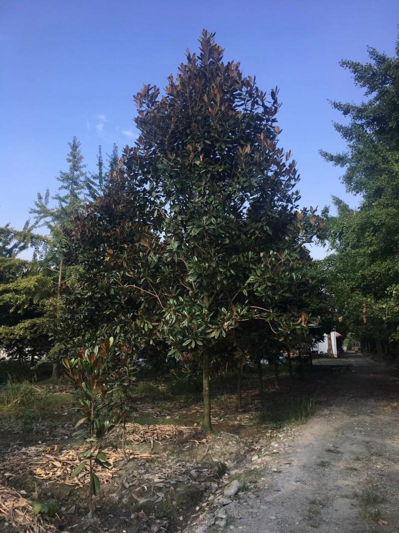 产地直销各规格广玉兰，量大从优，欢迎选购