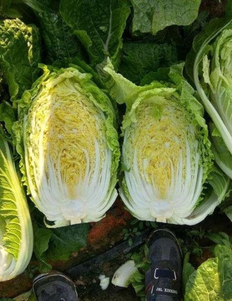 山东白菜苗，黄心白菜苗，厂家直发，常年供应发货方便