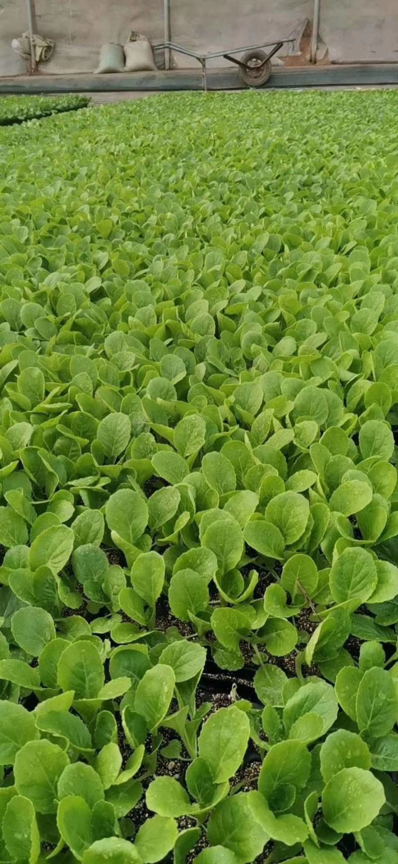山东白菜苗，黄心白菜苗，厂家直发，常年供应发货方便