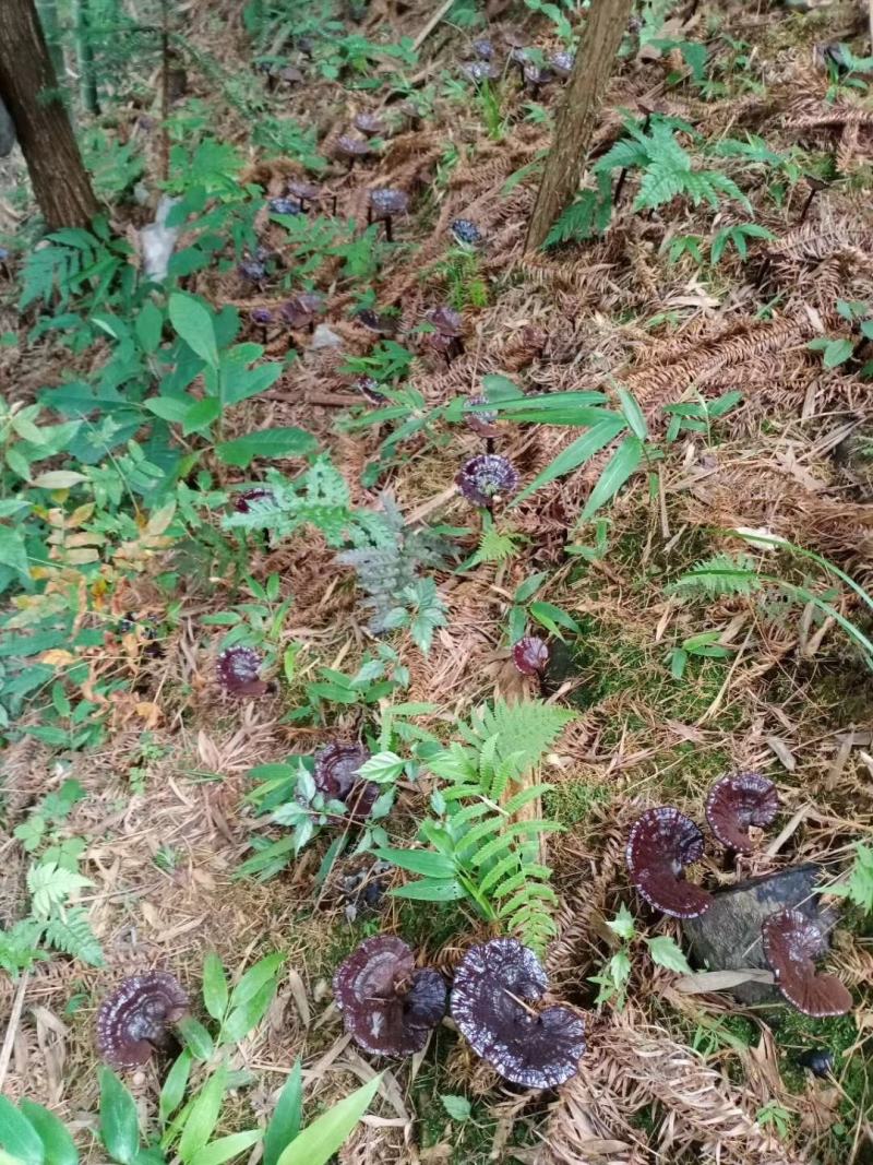 〈灵芝菌种〉林下防野生紫色边生长脚厂家直销。