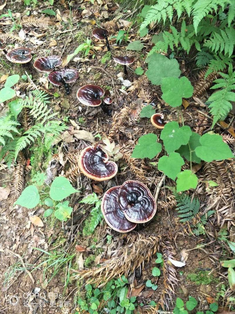 〈灵芝菌种〉林下防野生紫色边生长脚厂家直销。