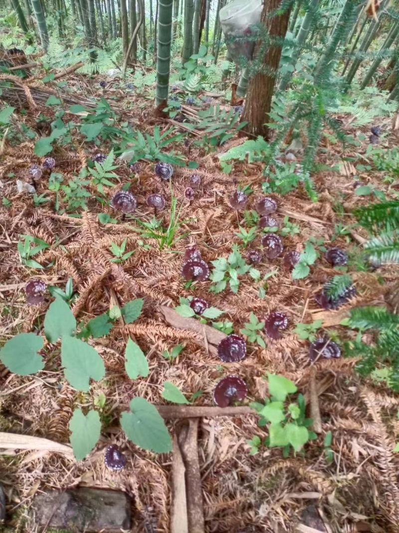 〈灵芝菌种〉林下防野生紫色边生长脚厂家直销。