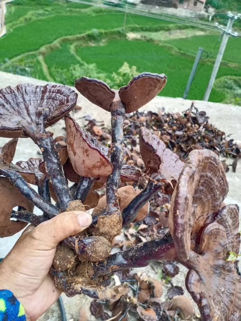 〈灵芝菌种〉林下防野生紫色边生长脚厂家直销。