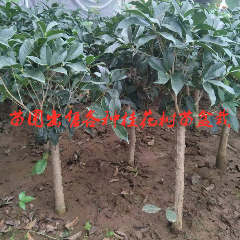 室外浓香桂花树苗盆栽地栽当年开花金桂丹桂量大优惠