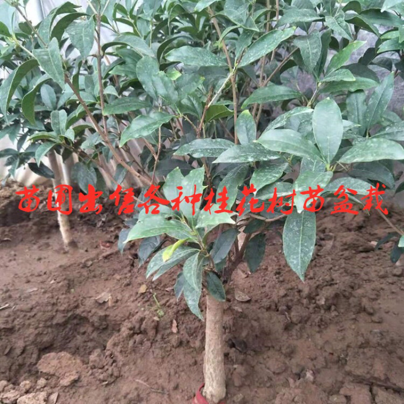 室外浓香桂花树苗盆栽地栽当年开花金桂丹桂量大优惠