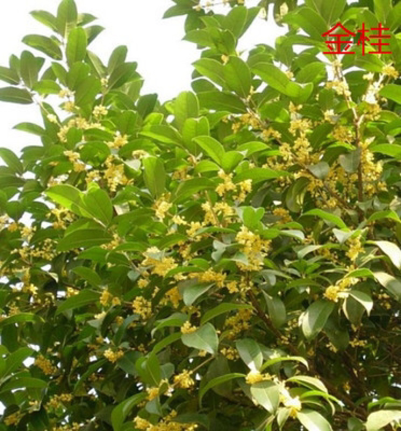 室外浓香桂花树苗盆栽地栽当年开花金桂丹桂量大优惠