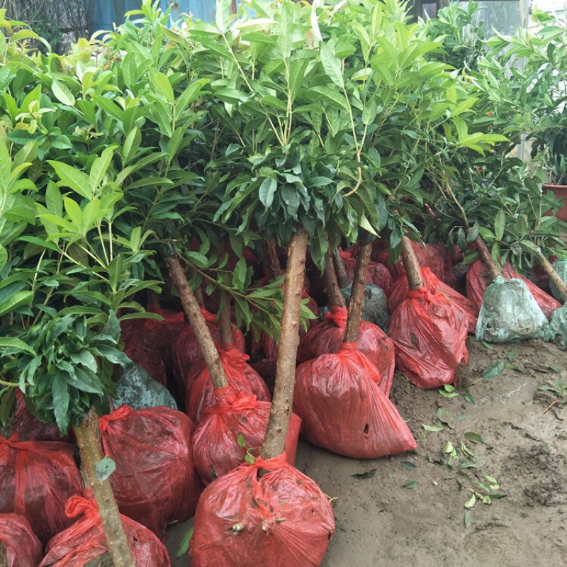 室外浓香桂花树苗盆栽地栽当年开花金桂丹桂量大优惠