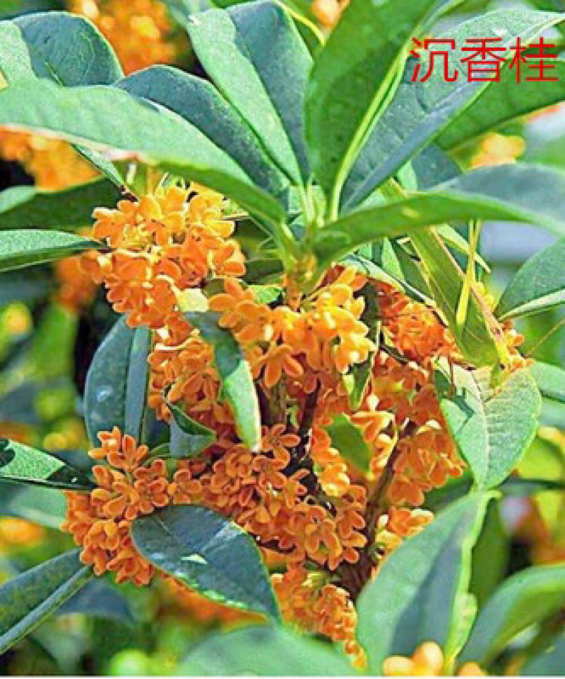 室外浓香桂花树苗盆栽地栽当年开花金桂丹桂量大优惠
