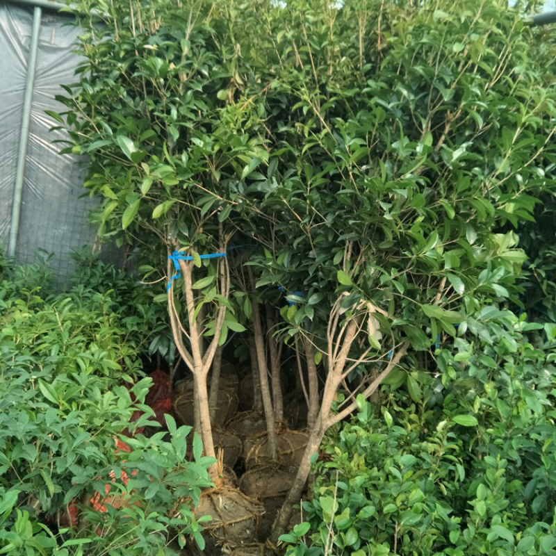 室外浓香桂花树苗盆栽地栽当年开花金桂丹桂量大优惠