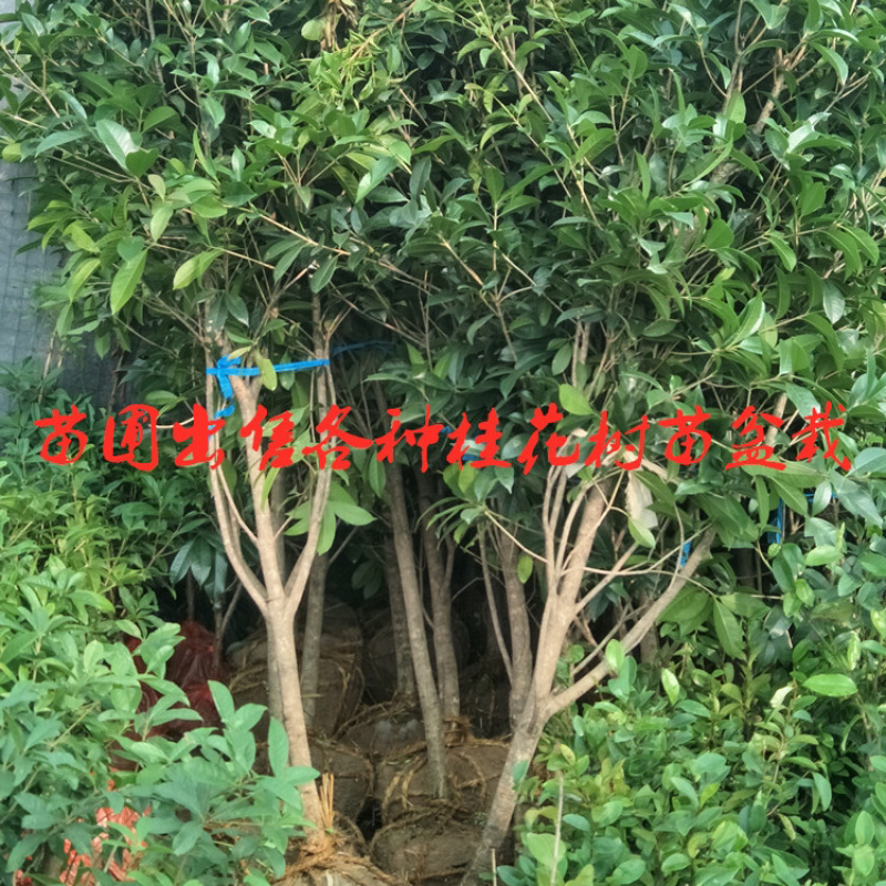 室外浓香桂花树苗盆栽地栽当年开花金桂丹桂量大优惠