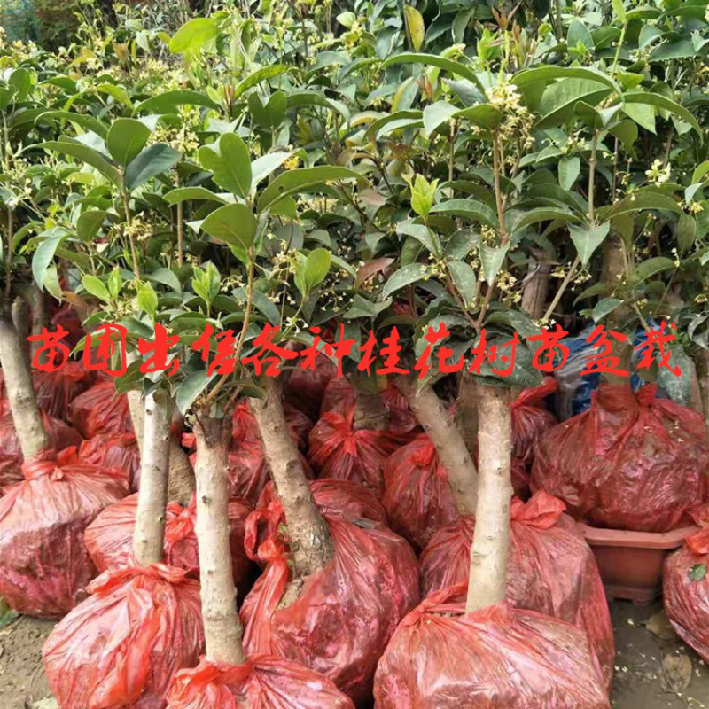 室外浓香桂花树苗盆栽地栽当年开花金桂丹桂量大优惠