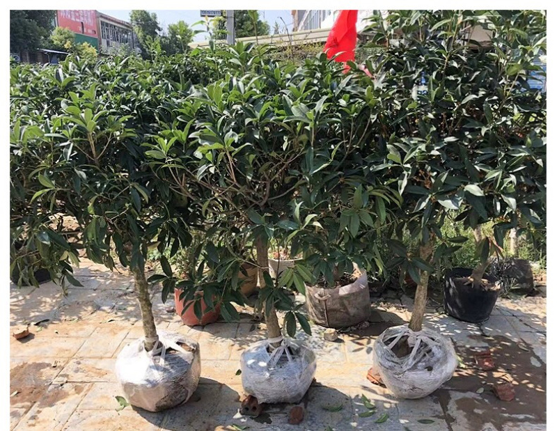室外浓香桂花树苗盆栽地栽当年开花金桂丹桂量大优惠