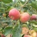产地货源，龙丰苹果上市，有需要的各地老板可以前来考察采购