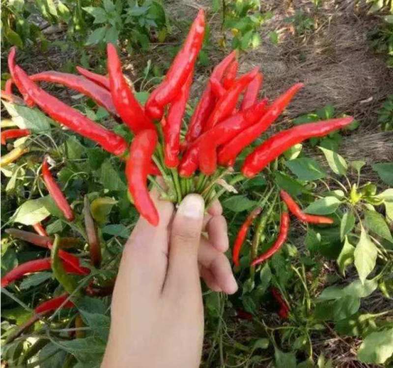 鲜辣椒五爪辣椒加工批发
