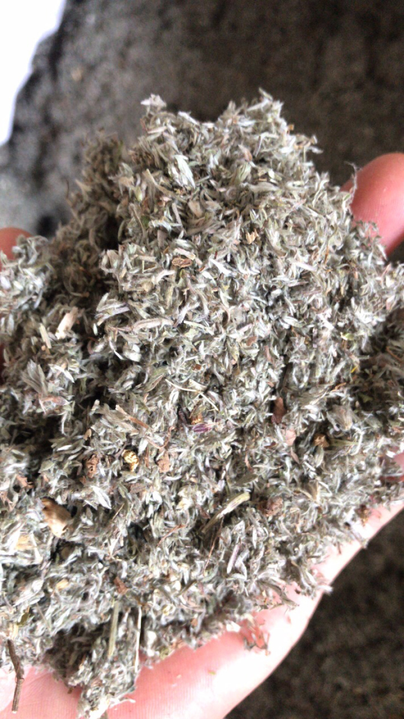茵陈吸尘新货正品茵陈