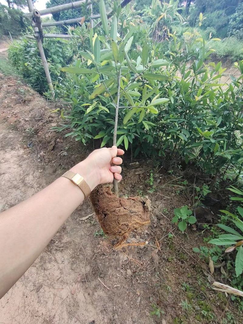 泰国山竹苗进口苗泰国红皮白肉山竹苗山竹树苗