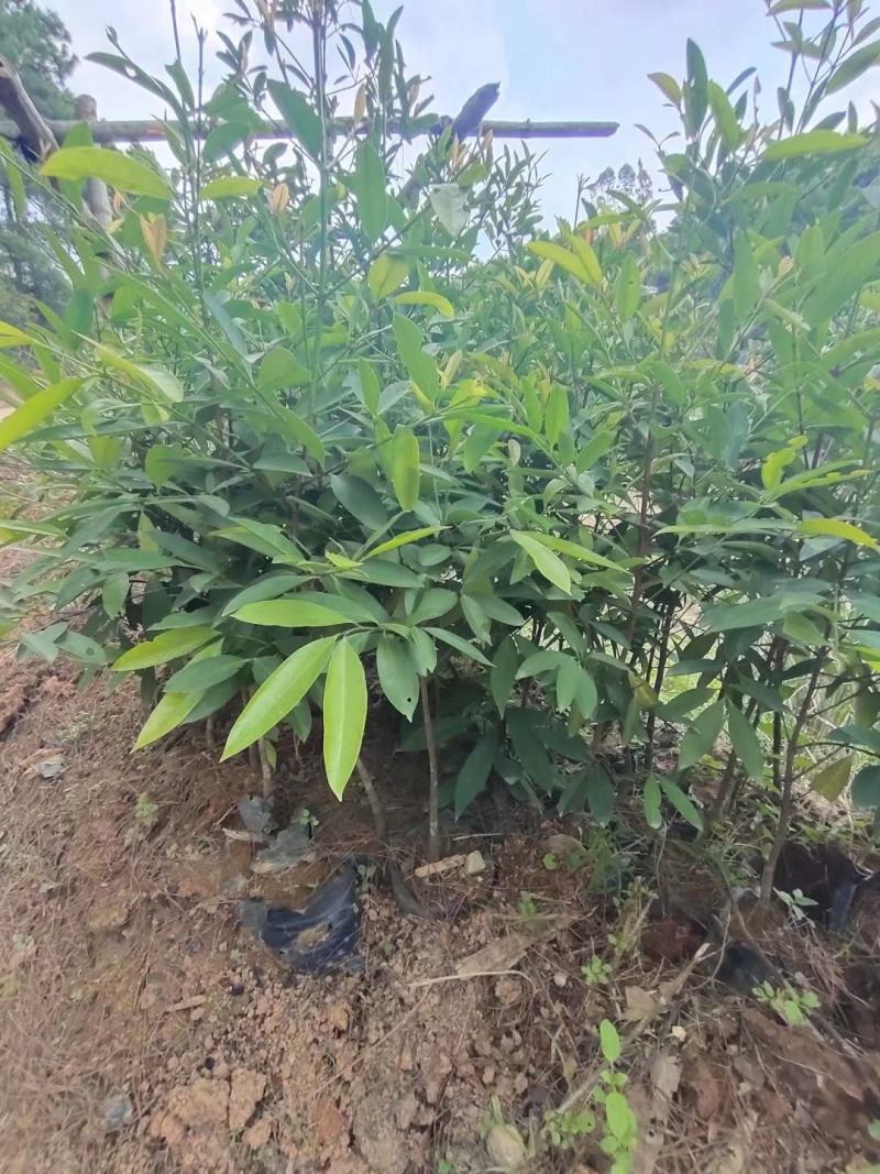 泰国山竹苗进口苗泰国红皮白肉山竹苗山竹树苗