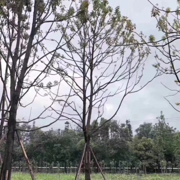 基地直销各规格小叶香樟，规格齐全。量大从优
