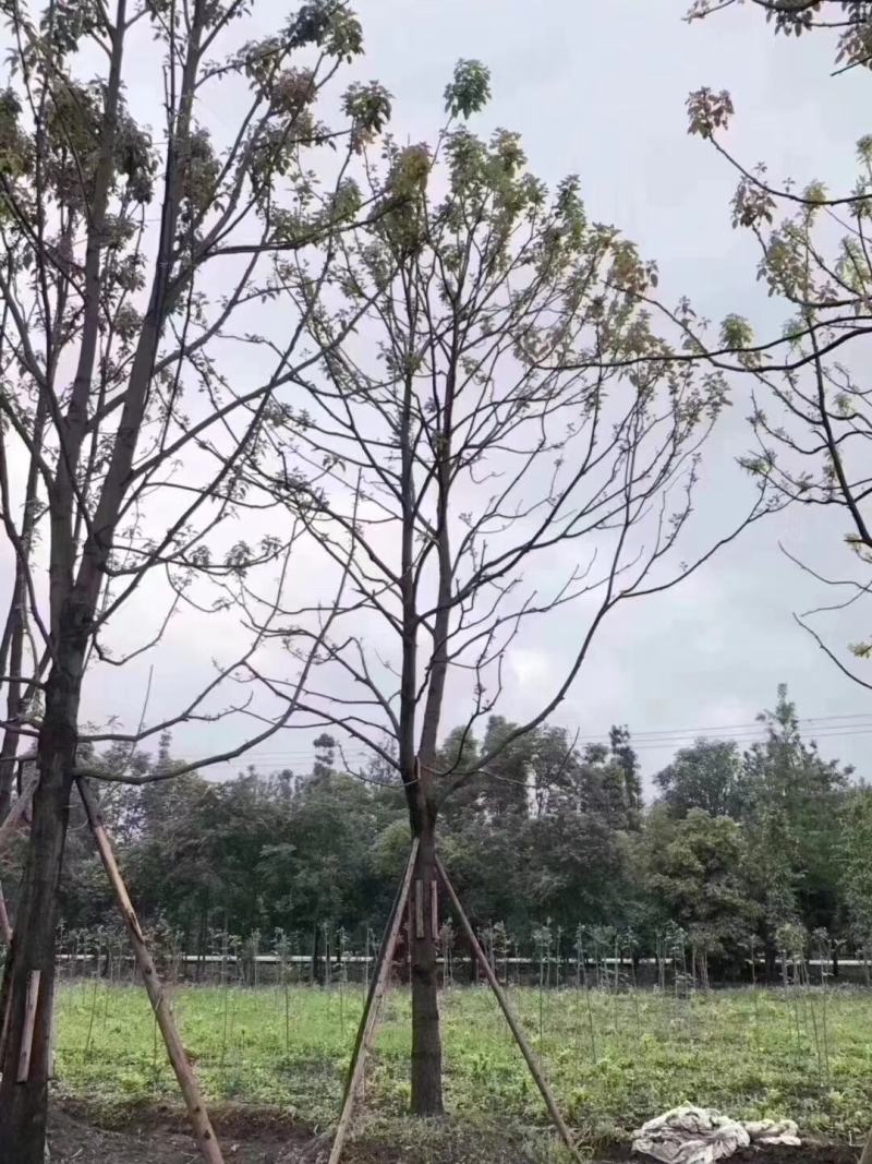 基地直销各规格小叶香樟，规格齐全。量大从优