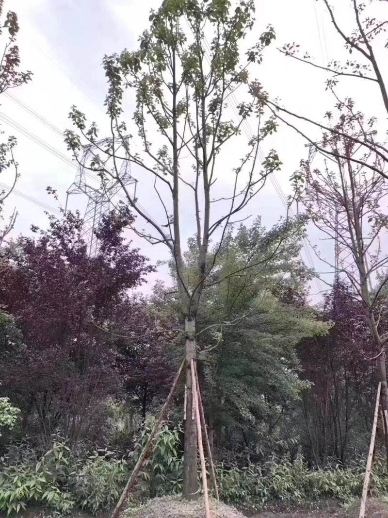 基地直销各规格小叶香樟，规格齐全。量大从优