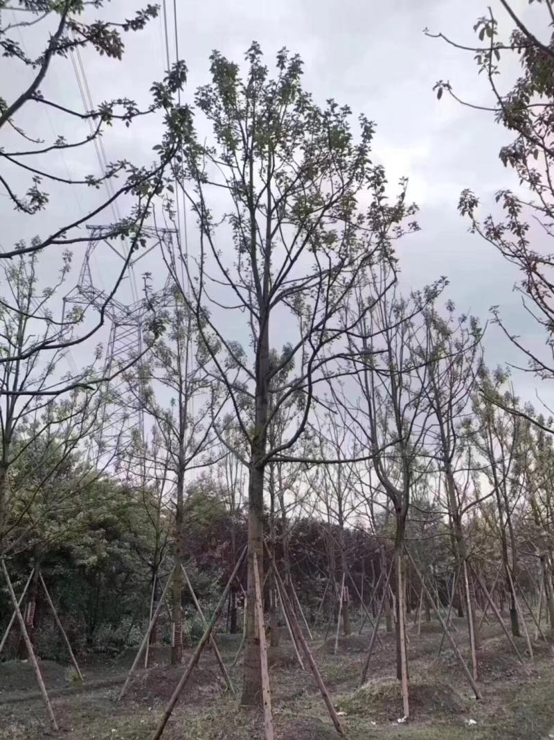 基地直销各规格小叶香樟，规格齐全。量大从优
