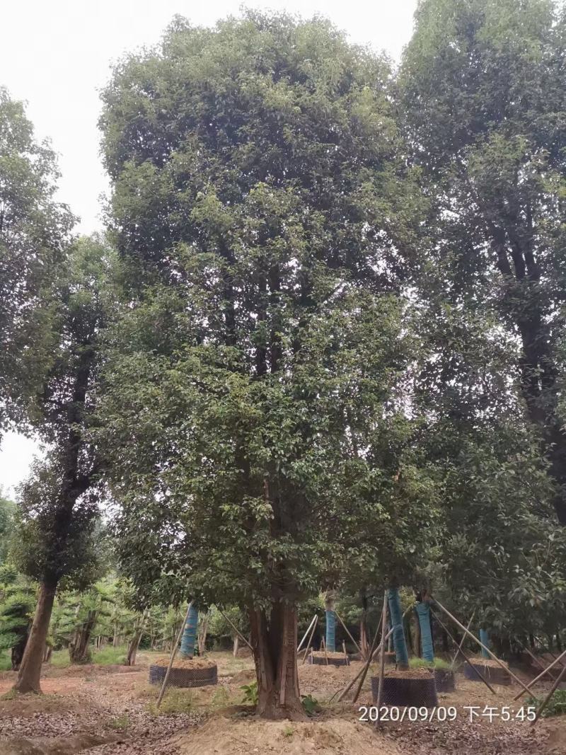 苗圃直供现货丛生香樟，大小都有，保质保量