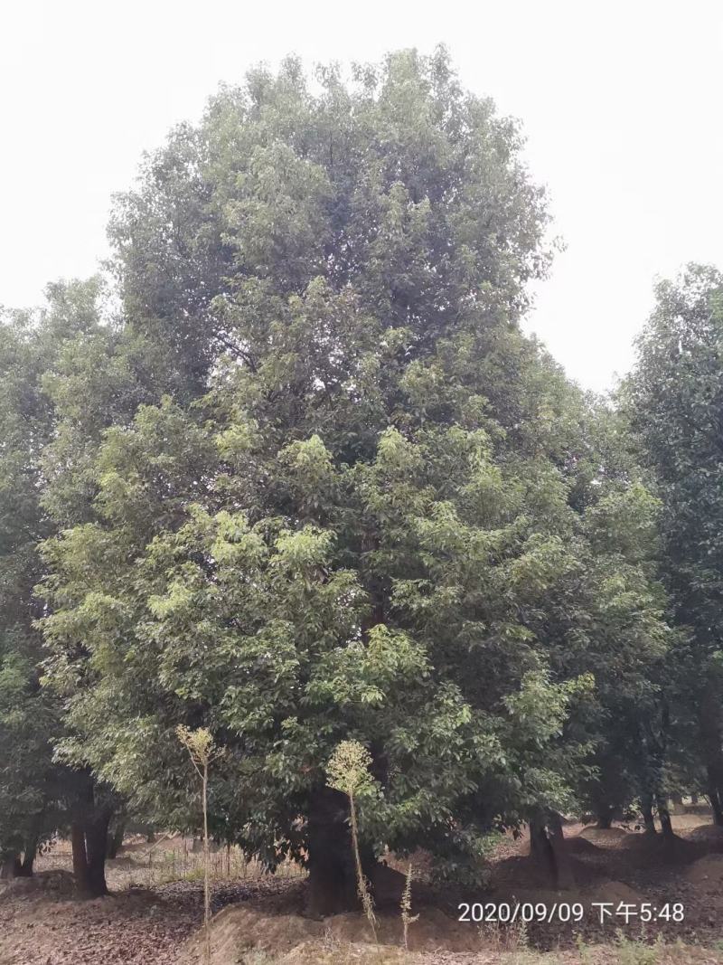 苗圃直供现货丛生香樟，大小都有，保质保量