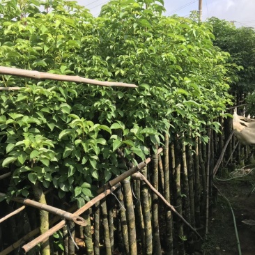 大量低价出售5-8公分秋枫