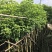 大量低价出售5-8公分秋枫