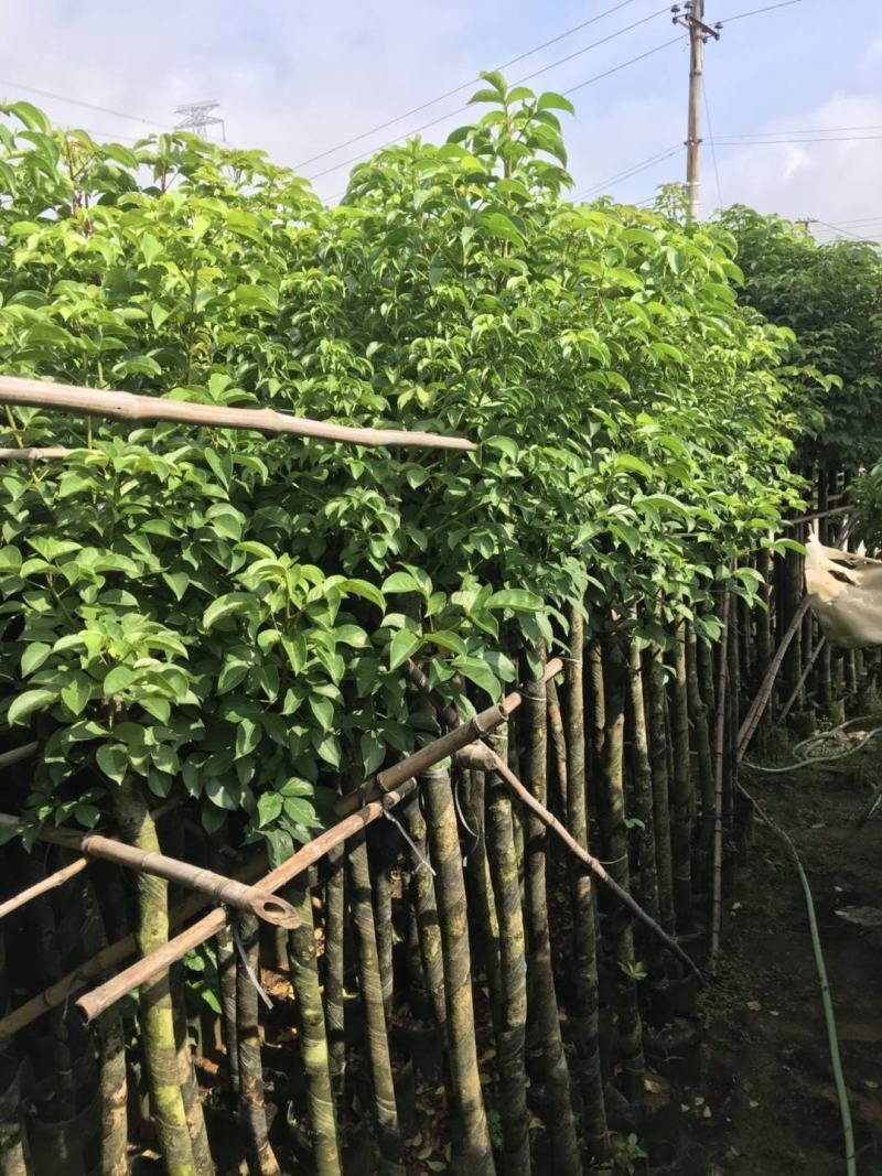 大量低价出售5-8公分秋枫