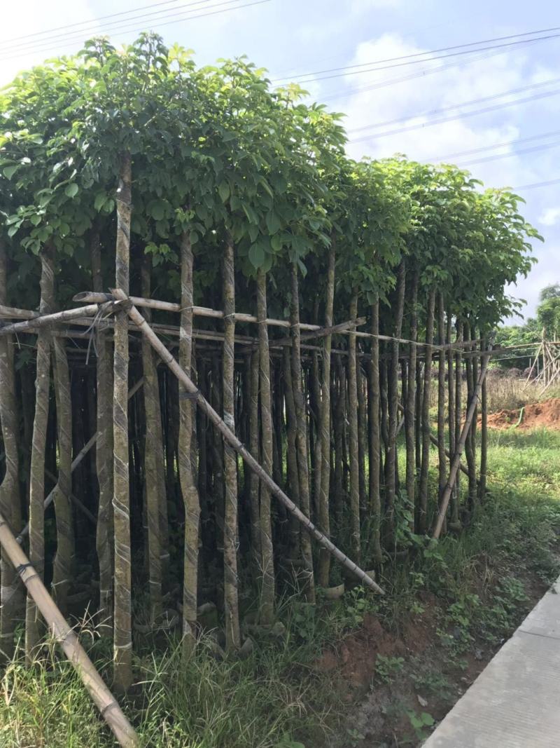 大量低价出售5-8公分秋枫