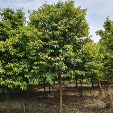 苗圃直供现货8-30cm天竺桂，规格齐全，量大从优