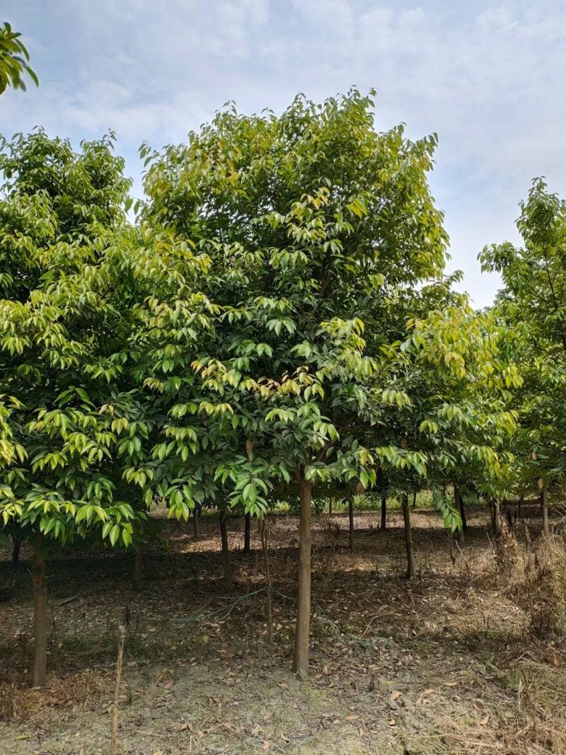 苗圃直供现货8-30cm天竺桂，规格齐全，量大从优
