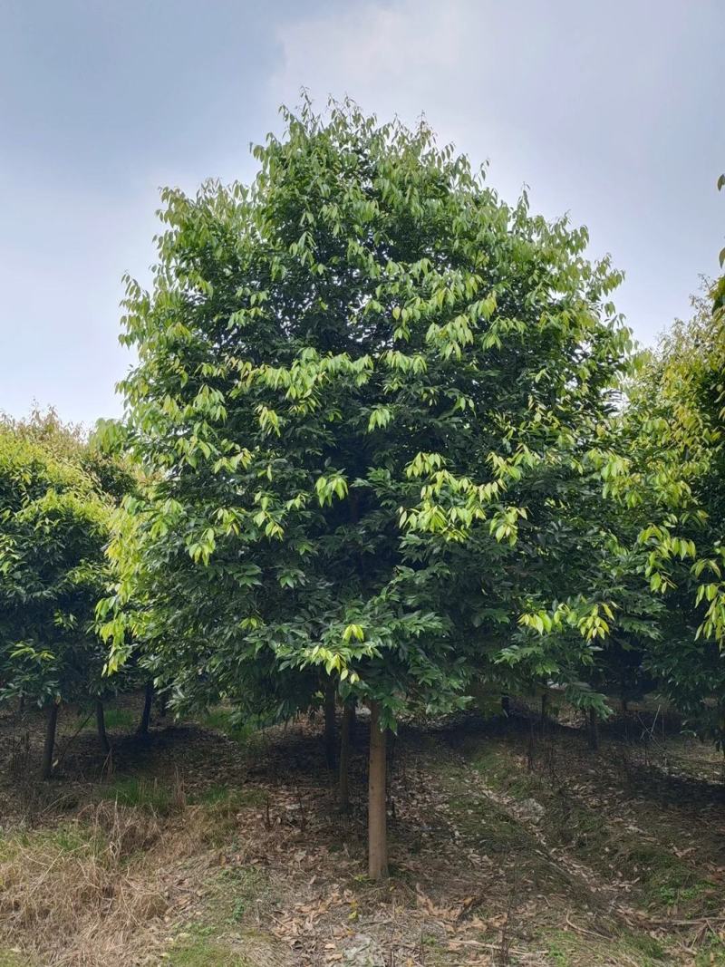 苗圃直供现货8-30cm天竺桂，规格齐全，量大从优