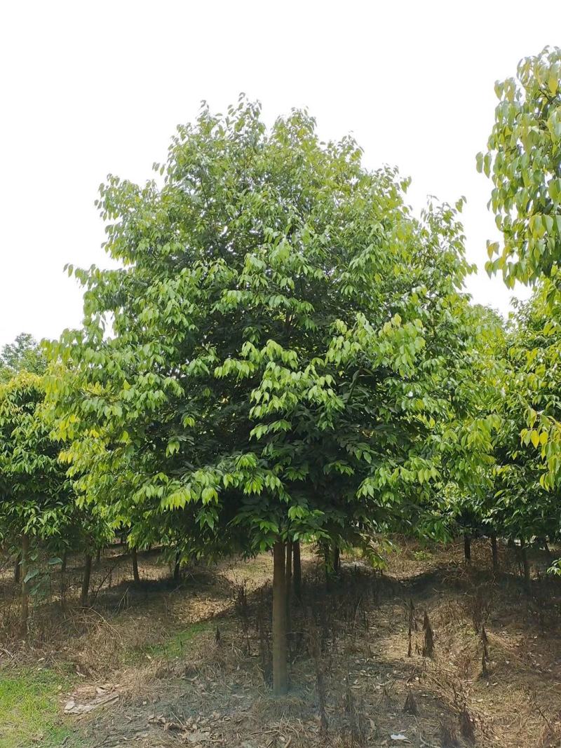 苗圃直供现货8-30cm天竺桂，规格齐全，量大从优